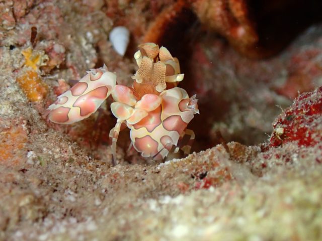 噂に聞いていたこの子🦐
やっと出会えました👀💗
⁡
—————————————
ライセンス講習🤿
🍁🍂早割キャンペーン開催中🍂🍁
⁡
公式LINE・お電話☎️:0980-76-3850
DM💌にてお問い合わせください❣️
-————————————
今日の気温🌡️ 32℃
今日の水温🪼 29℃
今日の海🏖️:下地エリア🐠
①中之島チャネル
②通り池
③魔王の宮殿
⁡
#ダイバーが見る景色　が待ってます😍
-————————————
#miyakojima #padi  #okinawa #travel #scubadiving #miyako #diver #沖縄 #宮古島 #ダイビング #宮古島ダイビング #マレア宮古島 #ダイビングライセンス #旅行　
#水中写真 #海  #ダイビング女子 #沖縄旅行 #癒し #八重干瀬  #趣味 #仲間 #マレアダイビングカレッジ