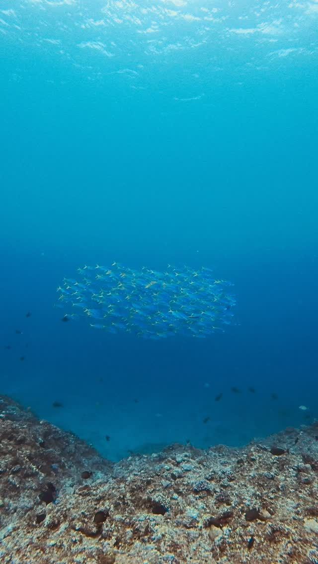 【ウメイロモドキ💙】

沖の方を見てみると時々群れているウメイロモドキ🫧
キラキラ✨光る体がとても綺麗🫣

—————————————
ライセンス講習🤿
⛄️早割キャンペーン開催中⛄️
⁡
公式LINE・お電話☎️:0980-76-3850
DM💌にてお問い合わせください❣️
-————————————
今日の気温🌡️ 23℃
今日の水温🪼 22℃
今日の海🏖️:下地エリア🐟
①中ノ島ホール
②サンゴホール
③なるほど・ザ・ケーブ⁡
#海  #宮古島 #ダイビング  #ウメイロモドキ  #絶景